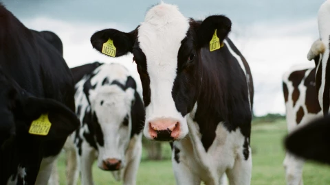 ¿Sirve la acupuntura en las vacas de Francia?