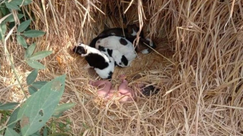 cachorros y bebé.jpg