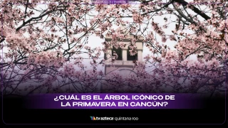 ¿Cuál es el árbol icónico de la primavera en Cancún? Esto debes saber