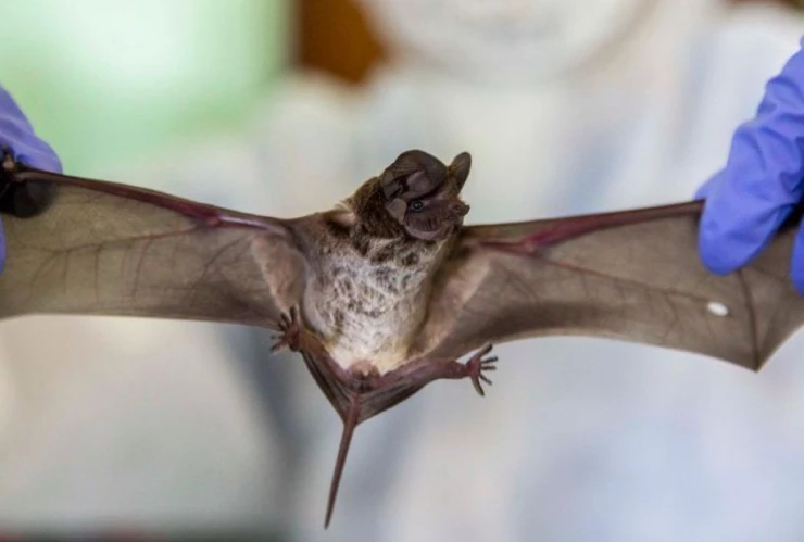 murciélagos.jpg