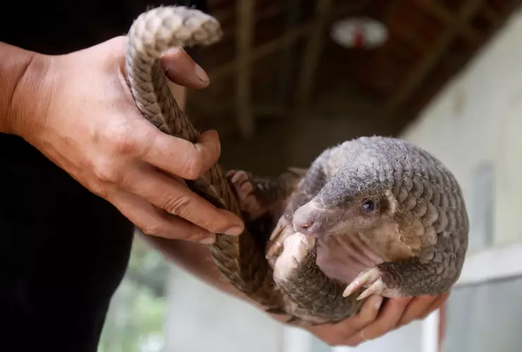 Imagen de archivo de un hombre mostrando un pangolín en un centro de rescate de animales salvajes en Cuc Phuong, a las afueras de Hanói, Vietnam.