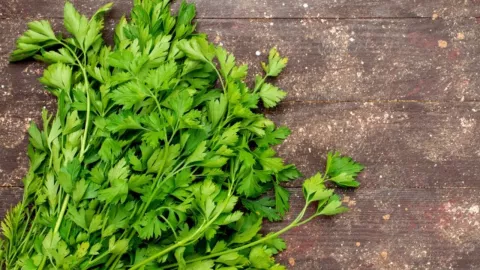 CILANTRO, PRECIO