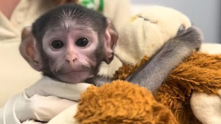 Yuji el Punch mexicano