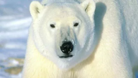 Oso polar