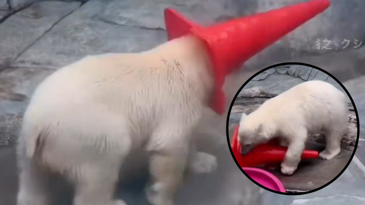 Oso polar se atora con cono