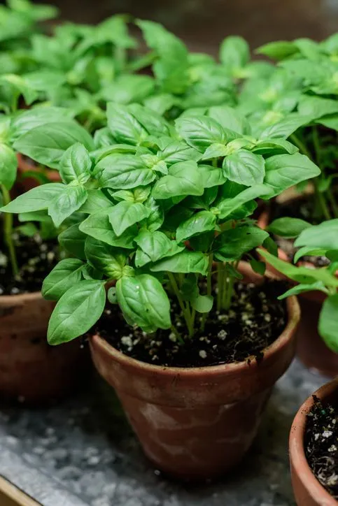 Albahaca en la cocina