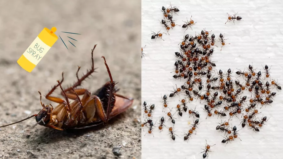 cucarachas y hormigas