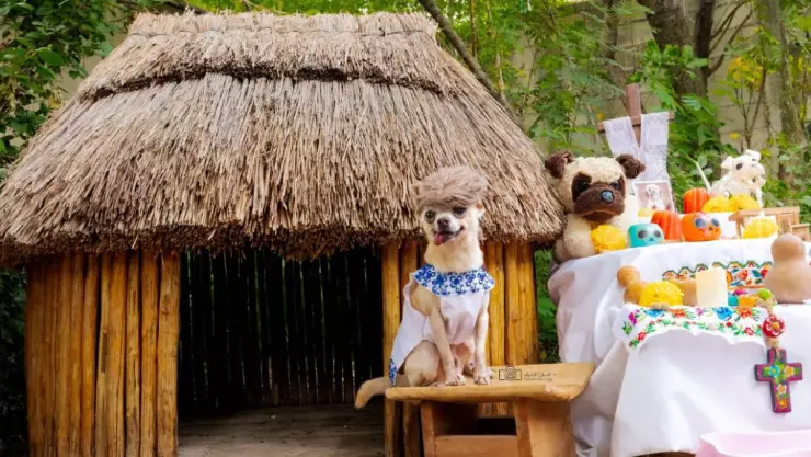 VIRAL_ Perritos yucatecos protagonizan altar de Hanal Pixán