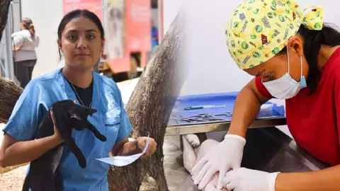 Esterilización de perros y gatos gratis León, gto