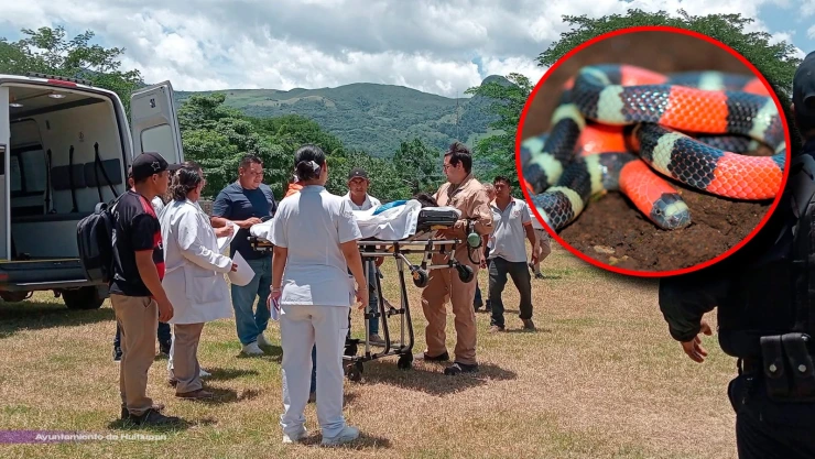 Mordedura de coralillo en Chiapas: menor de 11 años se encuentra grave en Huitiupán