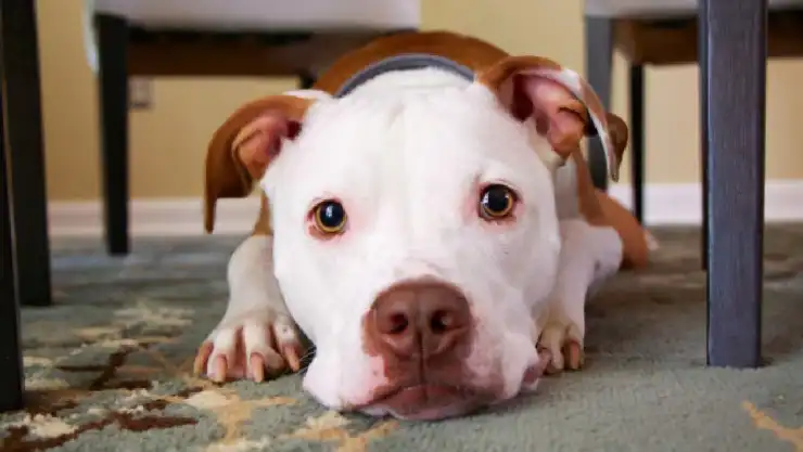 perro solo obedece órdenes en español