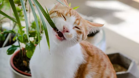 ¿Cuáles son los objetos que ponen en riesgo la salud de tu gato? ¡Toma nota!