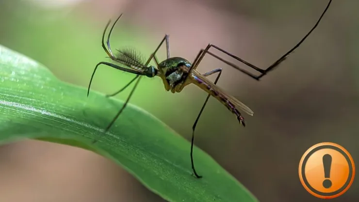 La planta que debes evitar tener en casa si quieres prevenir la visita de los mosquitos.jpg
