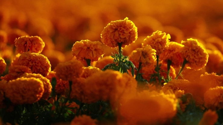 La leyenda del cempasúchil, en el contexto del Día de Muertos, está inspirada en el amor