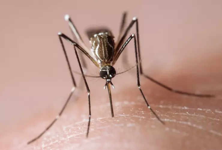 No salgas en la noche: La rara, pero mortal infección por mosquitos que alerta en Massachusetts