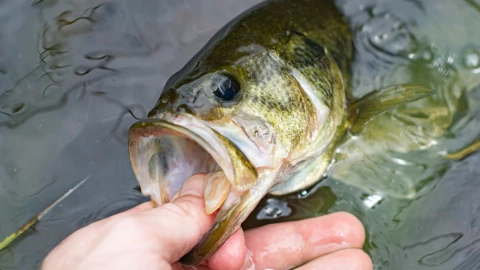 peces adictos drogas