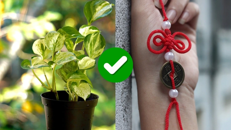 3 amuletos para ponerle a la potus para atraer energía de abundancia y protección: te decimos dónde ponerla