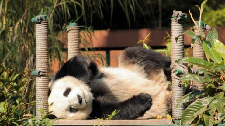 Los pandas de México no le pertenecen a China