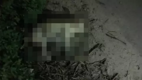 VIDEO_ Reportan presunto envenenamiento masivo de perros en Chicxulub Puerto