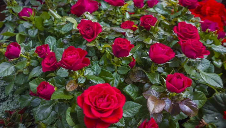 Rosal beneficios