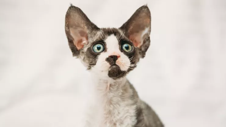 Conoce 5 razas de gatos conocidas por su pelaje rizado