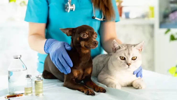 Síntomas y cómo detectar el cáncer en mascotas