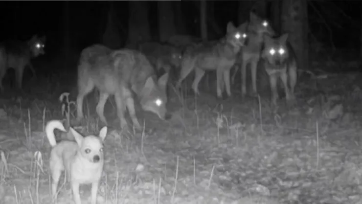 /al-extremo/video-perrito-chihuahua-viral-unirse-manada-lobos-pb-notas