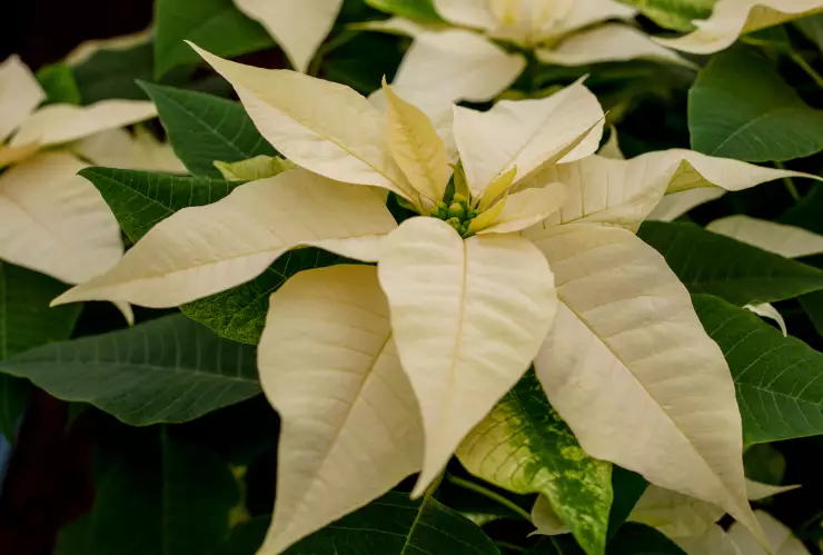 PRODUCCIÓN DE NOCHEBUENA
