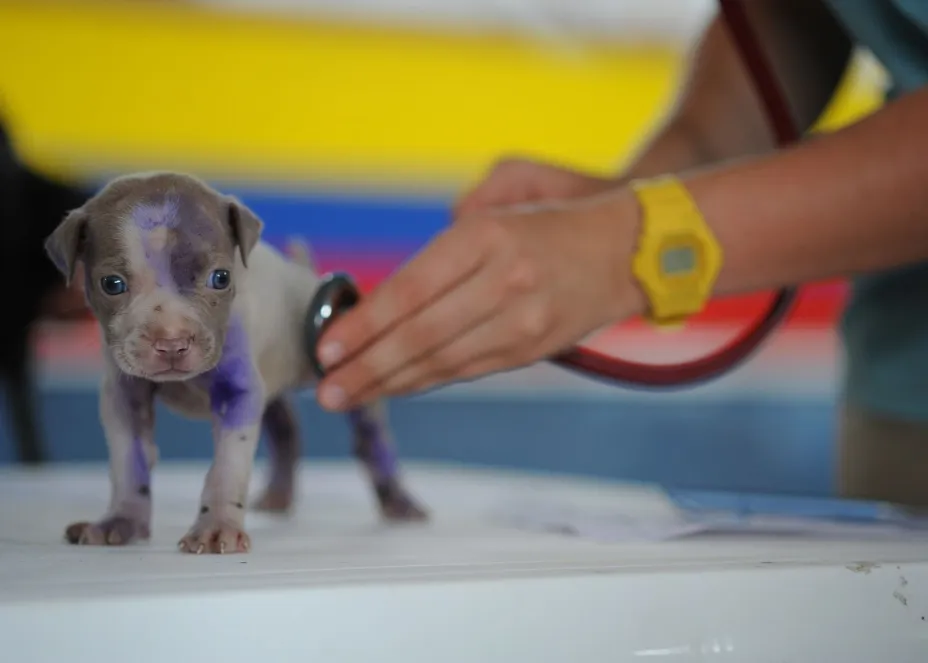 REVISIÓN VETERINARIA.jpg