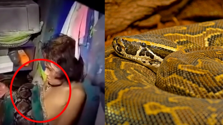 Mujer atacada pitón