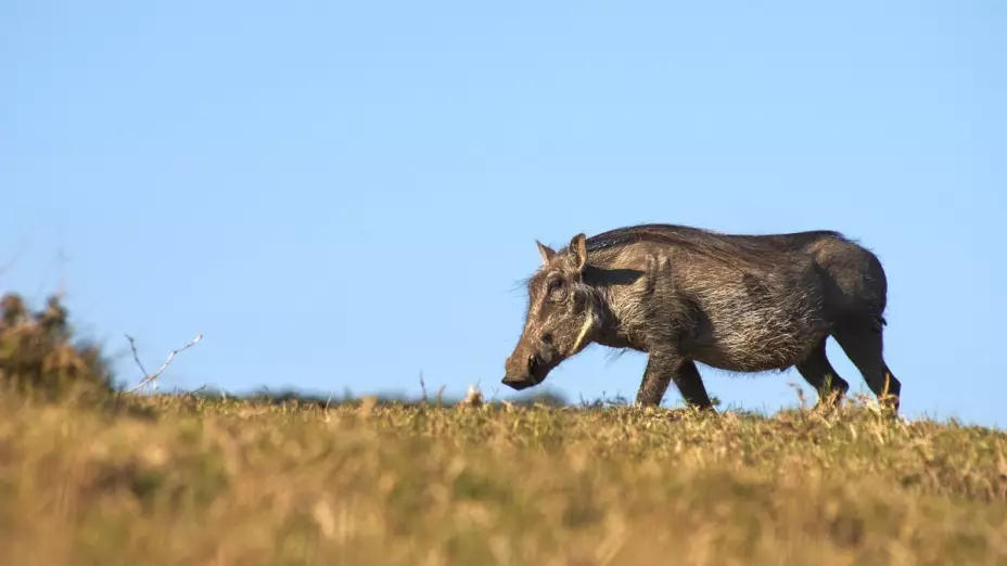 jabali-cazador-italia