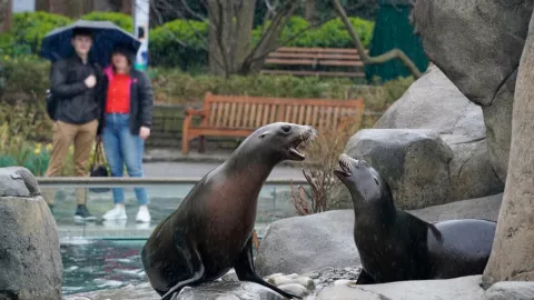 Un león marino en el zoológico de Central Park, Nueva York.