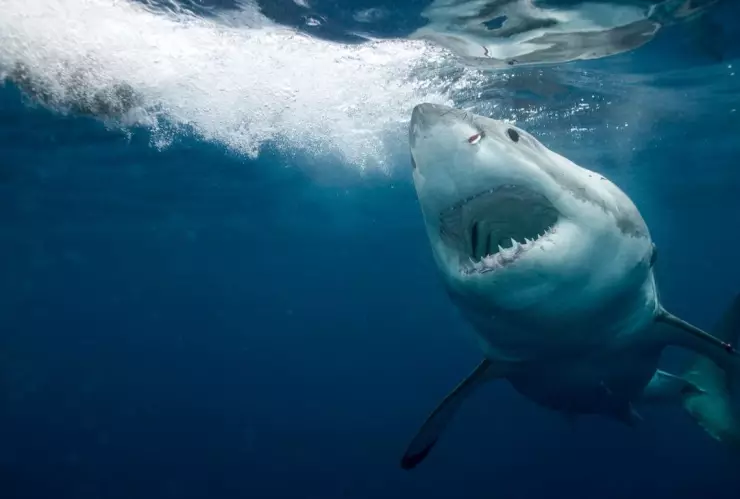 Captan a tiburón masticando una cámara