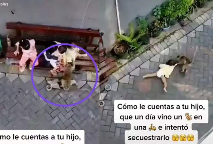 Mono intenta secuestrar a niña.