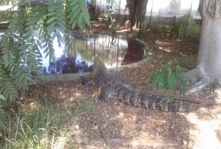 Decomisan cocodrilo de pantano