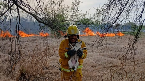 Bomberos de Nuevo León rescatan a perros en incendios marzo 2025.jpg