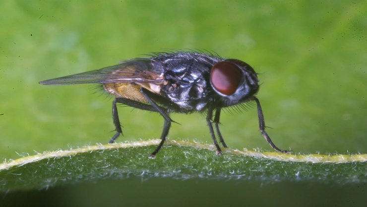 mosca viva en el colon