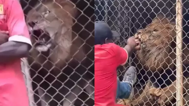 Video viral León arranca dedo a su cuidador en Jamaica