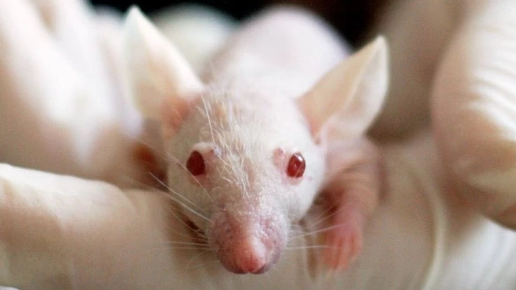 mutacion ratones.jpg