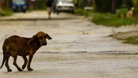 abandono animales efemérides 19 de agosto de 2023