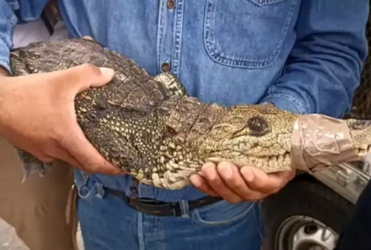 coco el cocodrilo apareció su dueño.jpg