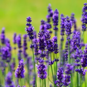 /estilo-de-vida/por-que-planta-aromatica-lavanda-ayuda-dormir-mejor