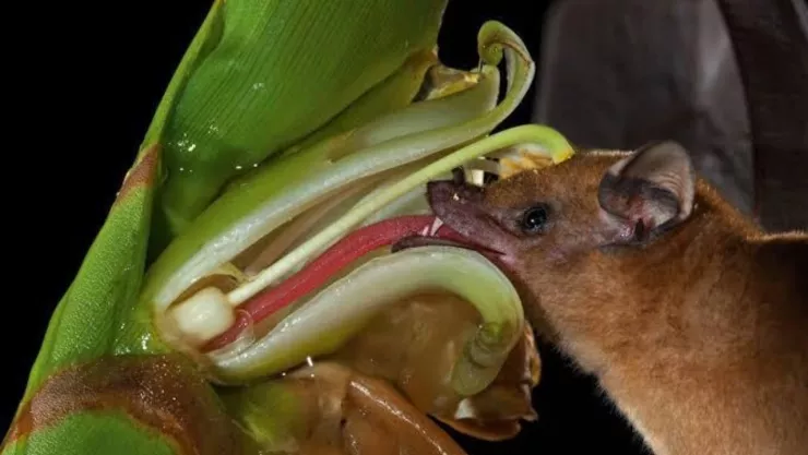 Cuáles son los murciélagos que se alimentan de sangre