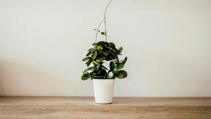 planta-entrada-casa-buena-suerte-feng-shui.jpg