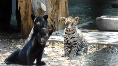 Nacieron 3 cachorros de jaguar en el zoológico de Chapultepec