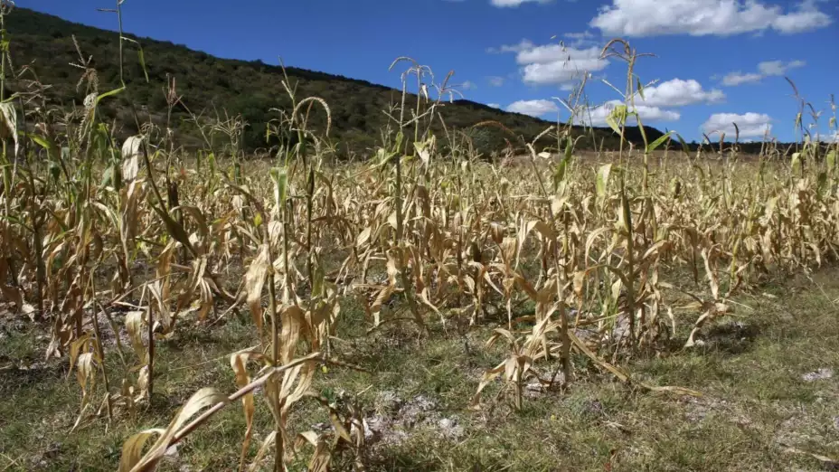 maiz calentamiento global.jpg