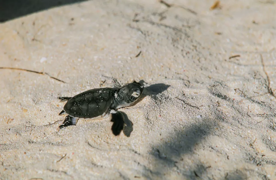 Hatchling sea turtles reaching ocean