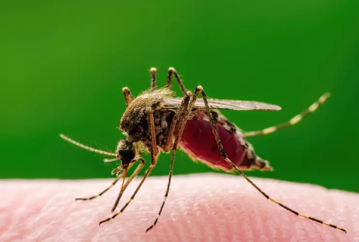 El virus West Nile puede ser transmitido por mosquitos infectados
