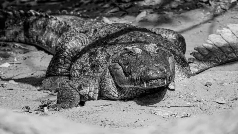 ¡Provoca accidente fatal! Cocodrilo que atravesaba carretera causó la muerte de tres personas
