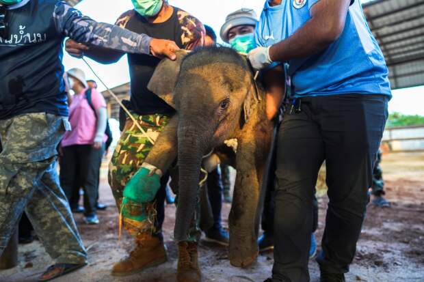 Elefante bebé, trampa, heridas 2.jpg